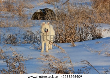 American Eskimo dog pup in winter field Royalty-Free Stock Photo #2256246409