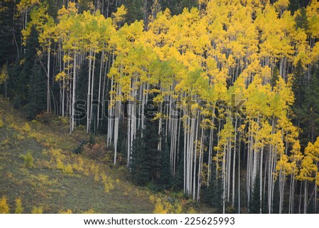 aspen tree in autumn from colorado
