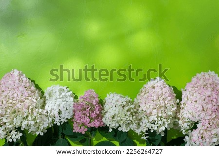 Composition of white and pink hortensia flowers on green background. Hydrangea paniculata. Floral background. Top view, copy space.
