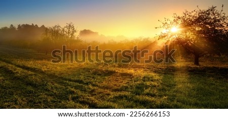 Vibrant gold sunrise over a rural landscape, with the sun casting warm rays through a tree and the mist unto the damp meadow Royalty-Free Stock Photo #2256266153