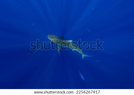 Galapagos shark (Carcharhinus galapagensis) swimming in Oahu, Hawaii. 