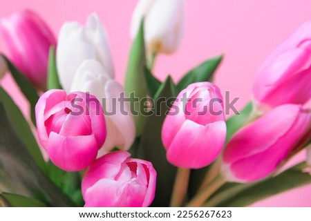 Happy Mother's Day, Women's Day greeting card. Pink and white tulips on pink background and copy space