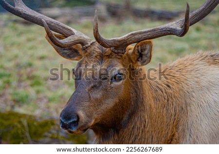 A wild elk pictured in a forest preserve.