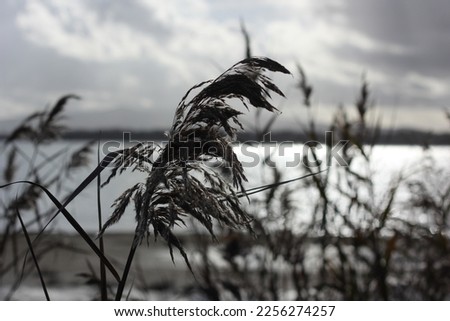 dry fluffy herbs close-up on the background of the lake