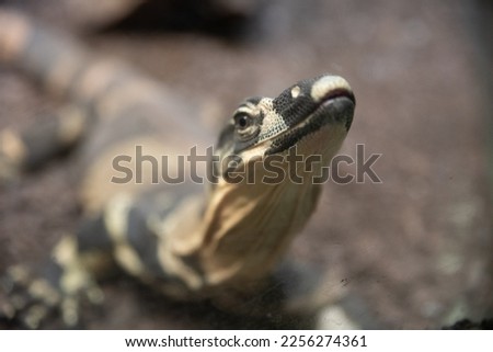 Picture of one dark-yellow lizard, picture of wild animal, reptile picture, portrait of dark-yellow lizard