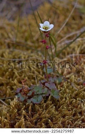 Close up of Drooping saxifrage (Saxifraga cernua) with pistil, stamens and bulbils visible on the Arctic tundra in Spitsbergen - Svalbard.