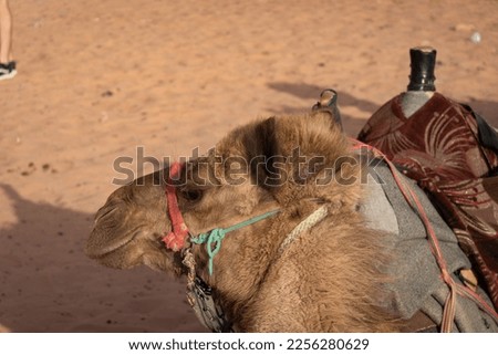 Wadi Rum Desert in Jordan NESCO World Heritage Site