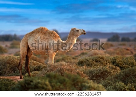 Dromedary or Arabian camel, Camelus dromedarius, even-toed ungulate with one hump on back. Camel in the long golden grass in Shaumary Reserve, Jordan, Arabia. Summer day in wild nature.  Royalty-Free Stock Photo #2256281457