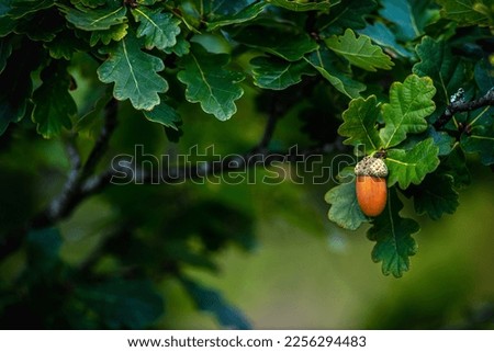 Selective focus on a Single Acorn hanging from a tree in autumn naturist background showing greenery and branches copy space  to this side dark and moody  Royalty-Free Stock Photo #2256294483