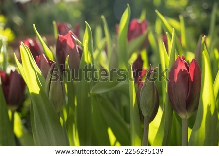 Fresh red tulips in a flower bed in the morning. The bright spring sun illuminates the flowers. Bright life-affirming picture. Positive spring postcard. Background