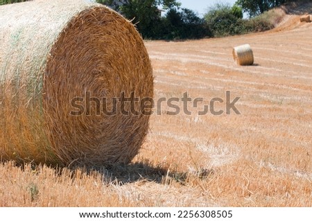 Close up of a hay bale on a field during summe. Tuscany, Italy