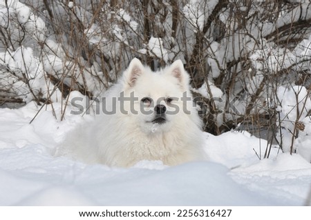 American Eskimo dog  laying in fresh snow Royalty-Free Stock Photo #2256316427