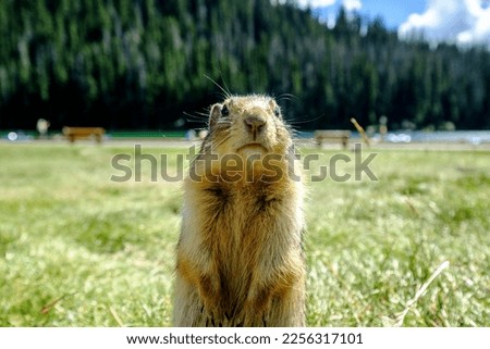 a curious marmot in Manning Park