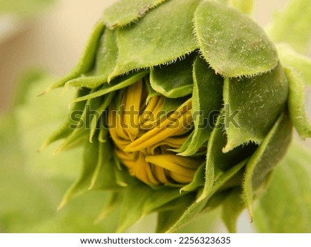 Sunflower blossom on green background