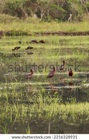 Passaro Ibis-Preto on the rice plantation.