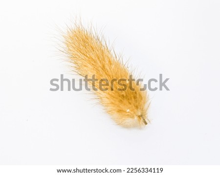 Mission Grass isolated on white background.Feather Pennisetum , Mission Grass. 