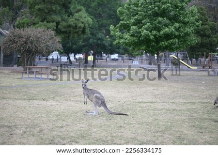 A kangaroo looking at us