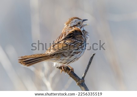 Song Sparrow singing while perched on a branch Royalty-Free Stock Photo #2256335519