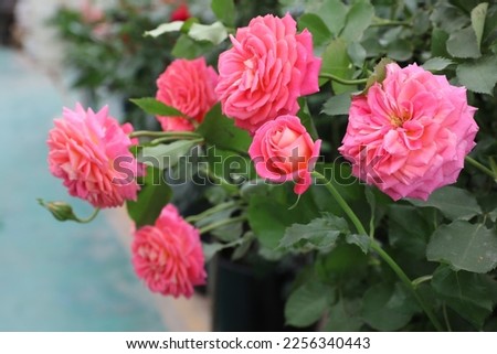 The outdoor rose is a kind of flower plant.