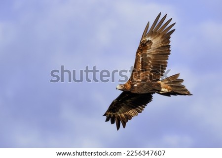 Wedge-tailed Eagle (Aquila audax) in flight against a blue sky. Bogangar, NSW, Australia. Royalty-Free Stock Photo #2256347607
