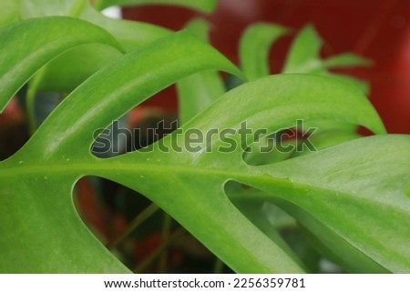 Creative layout made of green leaves. Lay flat. Natural concept