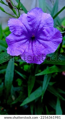 

raindrops on a purple flower that blooms beautifully

