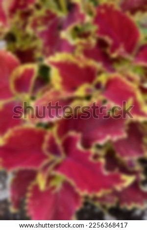Blurry Colored Floral Background Of Coleus. Art Image. Spring Season Concept. Defocused.
