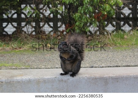 Adult black squirrel in Vancouver, BC Canada
