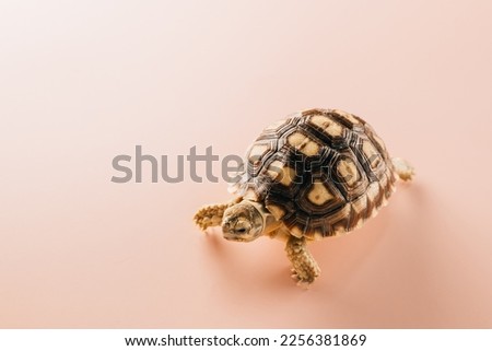 African spurred Sulcata tortoise walking isolated on pink background, desert tortoise