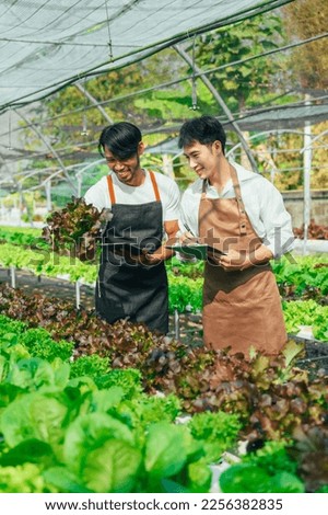 Young friends smart farmer gardening, checking quality together in the salad hydroponic garden greenhouse.