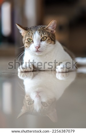 Jakarta, Indonesia - April 10, 2022: cute black and white cat sitting in the house looking at its reflection on the floor