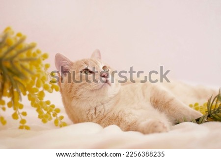 Portrait of charming red cat in yellow flowers. Cozy spring morning at home. Cat surrounded by flowers on sunny spring day. Selective focus.