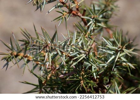 Juniperus communis, Common juniper, Cupressaceae. Wild plant shot in spring. Royalty-Free Stock Photo #2256412753