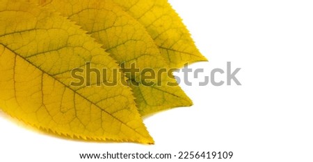 Autumn leaves on a white background Autumn colors are fun. They are so bright, rich and beautiful As if nature is trying to fill you with colors, saturate you so that you have time to stock up earlier