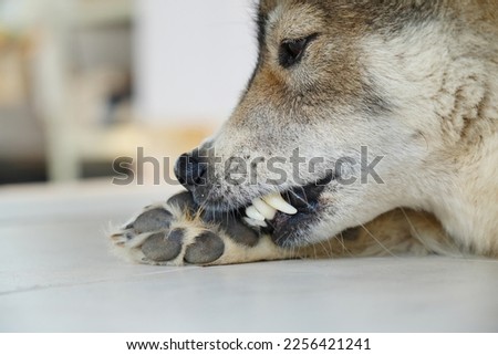 Dog lick, gnaw, sheep, scratch due to itching. from fungi, bacteria, yeast, along the crotch area of the toes Sometimes they even put it in their mouth. may cause various pathogens ingest Royalty-Free Stock Photo #2256421241