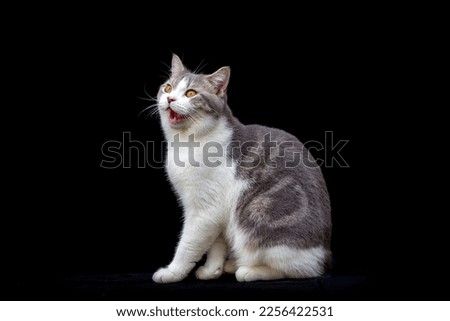 White Tabby cat looking the food. Scottish fold kitten looking something on black background.Hungry white cat with copy space.