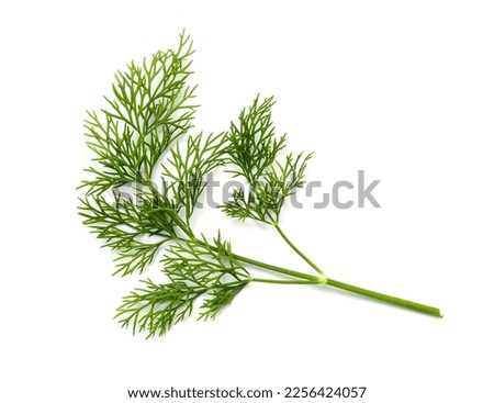 Fresh Dill isolated on white background Royalty-Free Stock Photo #2256424057