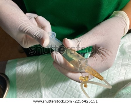 Veterinarian put needle with syringe on abdominal of the cat to remove liquid from cat's belly with ascites. Abdominocentesis on a cat. Royalty-Free Stock Photo #2256425151