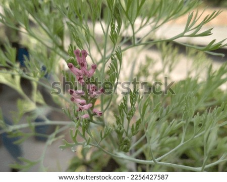 Wild Flowers of Fumaria officinalis. Commonly known as Common fumitory, drug fumitory or earth smoke, is a herbaceous annual flowering plant in the poppy family Papaveraceae.