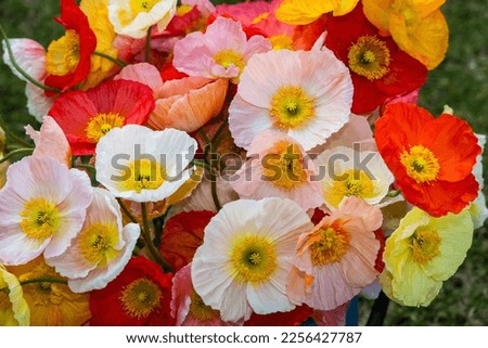 A bunch of beautifu, brightly coloured poppy flowes againsta dark green background. Royalty-Free Stock Photo #2256427787