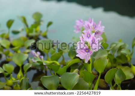 beautiful water hyacinth flowers blooming over the lake