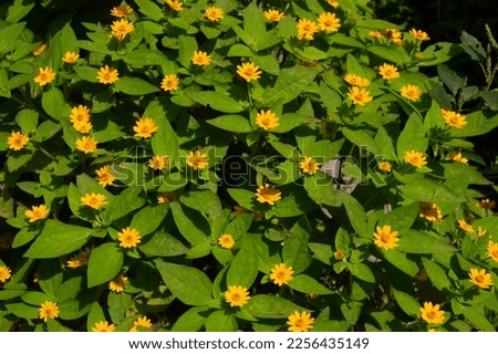 Melampodium divaricatum flowers are often called mini sunflowers
