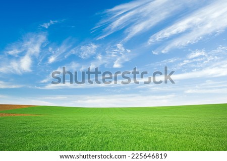 Fresh green wheat field and blue cloudy sky with cirrus clouds