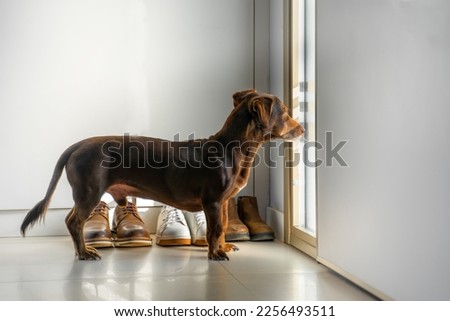 Faithful Brown Dog Waits For Return Of Owners Back Home Standing At Front Entrance Door. Purebred Pet Dachshund Looking At Window In Hallway. Copy Space. Concept Of Loneliness And Aging Royalty-Free Stock Photo #2256493511