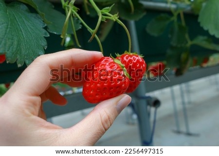 
A picture of a beautiful strawberry