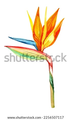 Watercolor hand drawn rainforest tropical exotic flower botanical illustration isolated on white background. Hand painted watercolor floral clip art