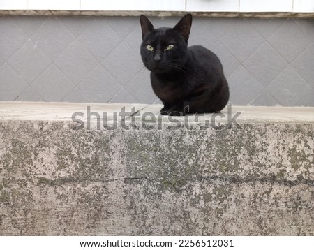 photo of a black cat in the yard