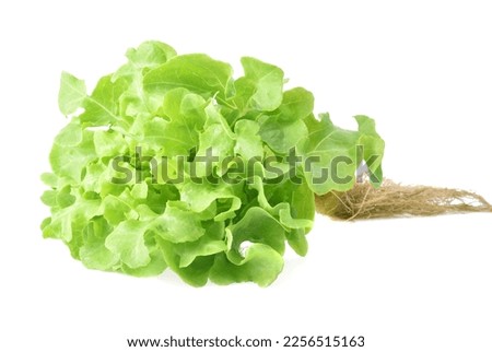  green oak lettuce with root isolated on white background Royalty-Free Stock Photo #2256515163