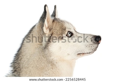 Siberian Husky puppy, 6 months old, dog isolated on white background 