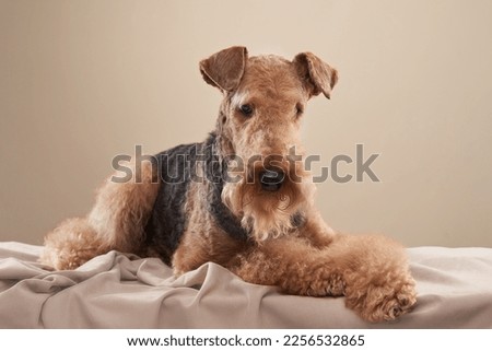 Nice Airedale terrier on a beige background. Beautiful dog in the studio Royalty-Free Stock Photo #2256532865